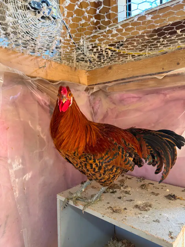 Gold Deathlayer Rooster - Photo 3