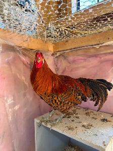 Gold Deathlayer Rooster - Photo 3