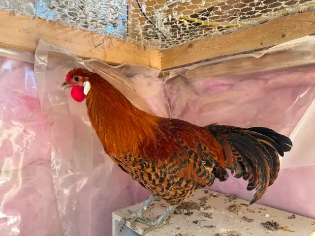 Gold Deathlayer Rooster - Photo 4