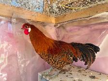 Gold Deathlayer Rooster - Photo 4