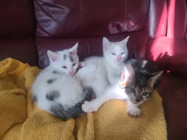 3 petits chaton de disponible