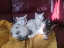 3 petits chaton de disponible