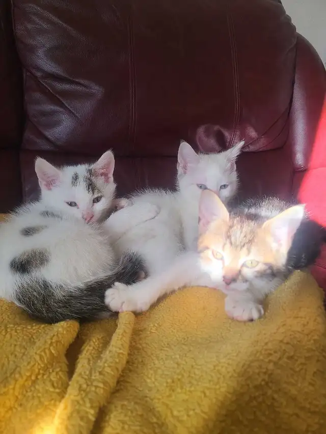 3 petits chaton de disponible - Photo 2