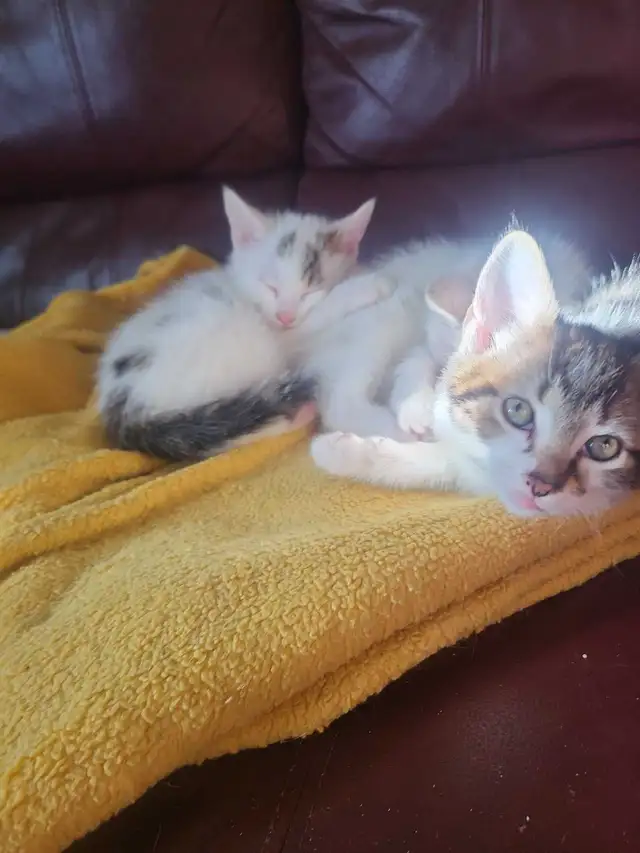 3 petits chaton de disponible - Photo 3