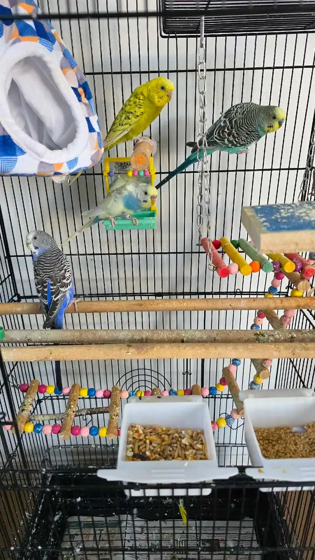 4 budgie with cage