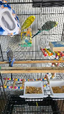 4 budgie with cage