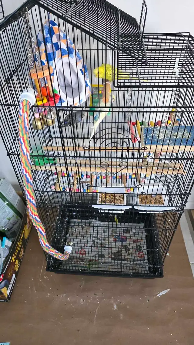 4 budgie with cage - Photo 2