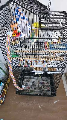 4 budgie with cage - Photo 2