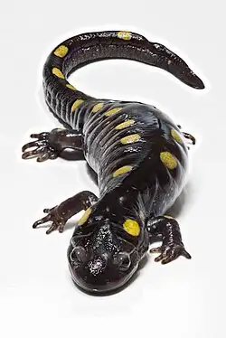 wanted yellow spotted salamanders & turtles (capti