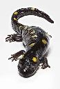 wanted yellow spotted salamanders & turtles (capti