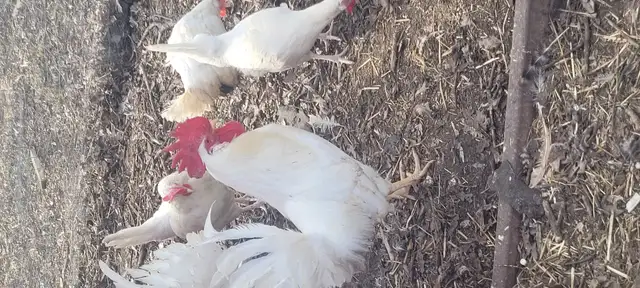 White roosters for sale