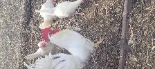 White roosters for sale