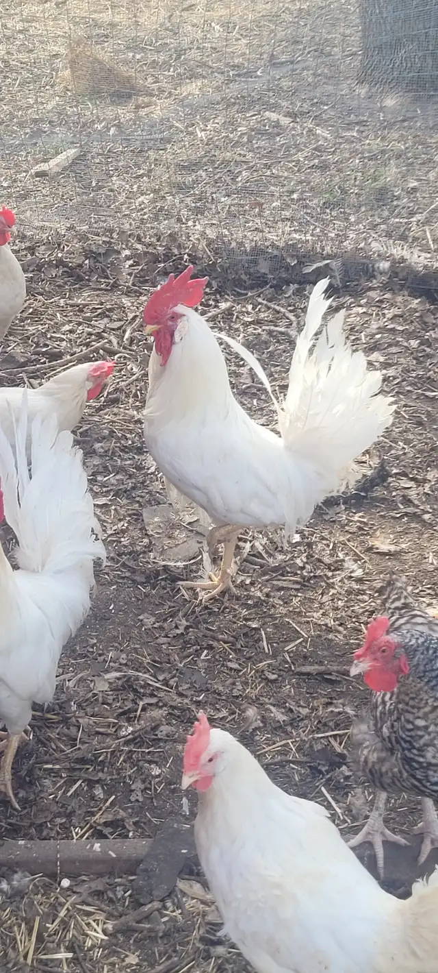 White roosters for sale - Photo 2