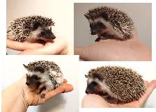 ♥Baby girl hedgehogs! 1 cinnamon and 3 salt & pepper snowflakes