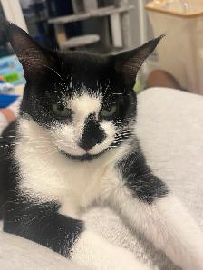 Free Cat - Photo 2