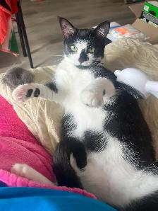 Free Cat - Photo 3