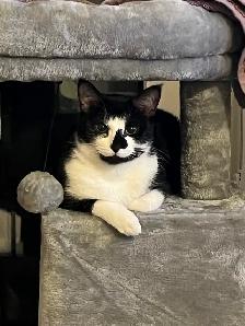 Free Cat - Photo 4