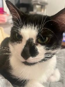 Free Cat - Photo 5