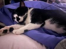 Free Cat - Photo 6