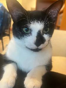 Free Cat - Photo 7