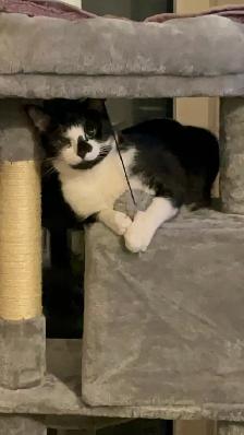 Free Cat - Photo 8