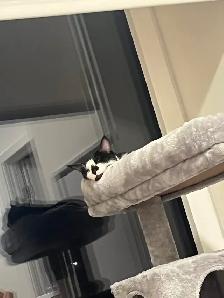 Free Cat - Photo 9
