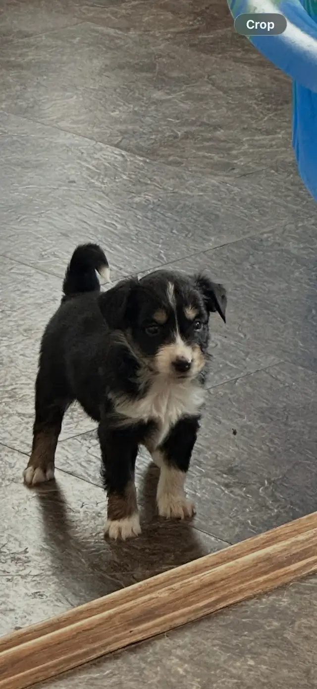 pure bred Australian shepherd