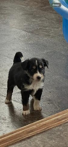 pure bred Australian shepherd