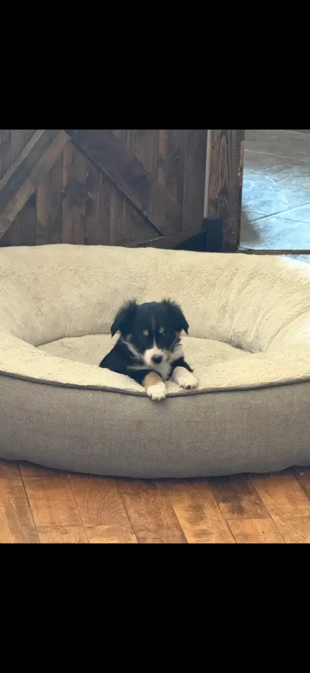 pure bred Australian shepherd - Photo 2