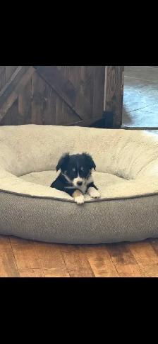 pure bred Australian shepherd - Photo 2