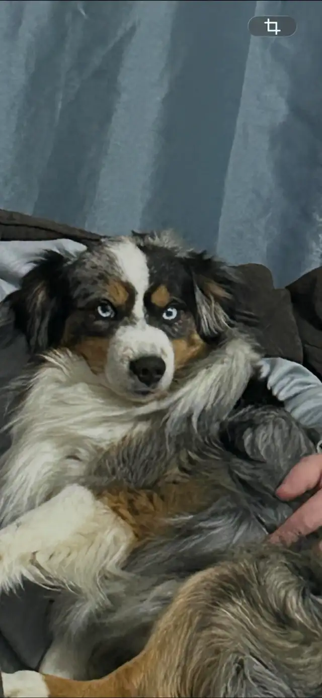 pure bred Australian shepherd - Photo 3