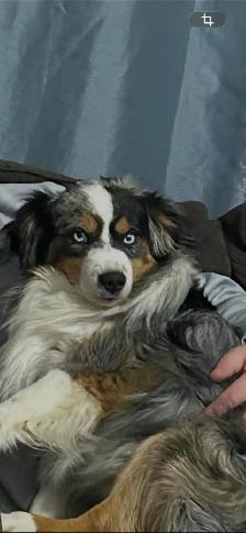 pure bred Australian shepherd - Photo 3