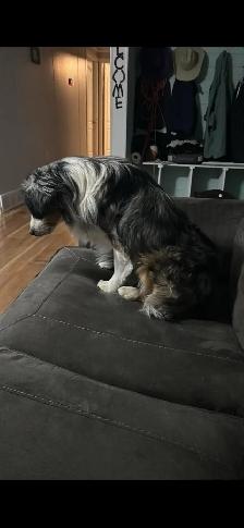 pure bred Australian shepherd - Photo 4
