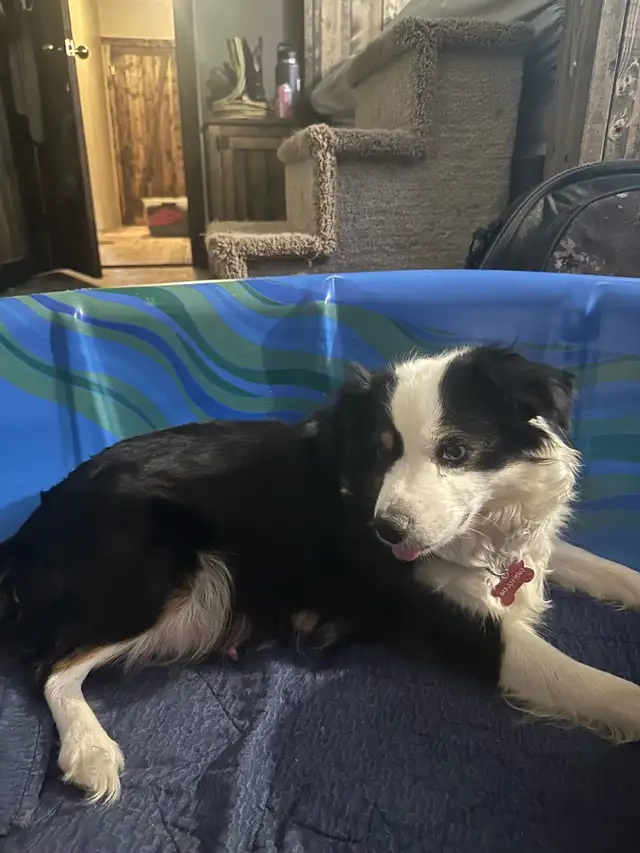 pure bred Australian shepherd - Photo 5