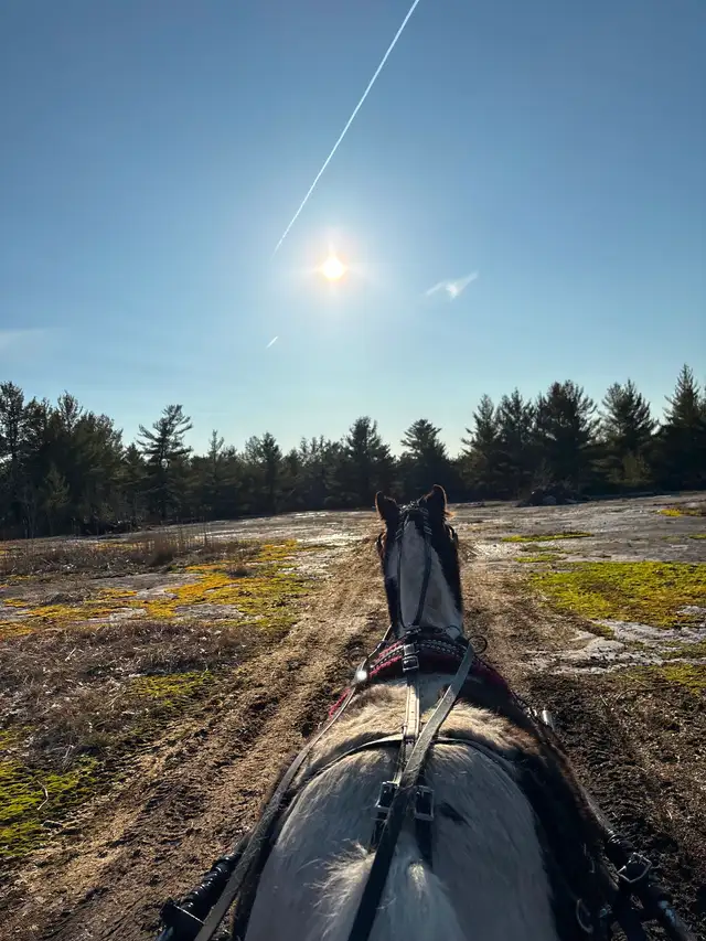 Cheval chevaux - Photo 2