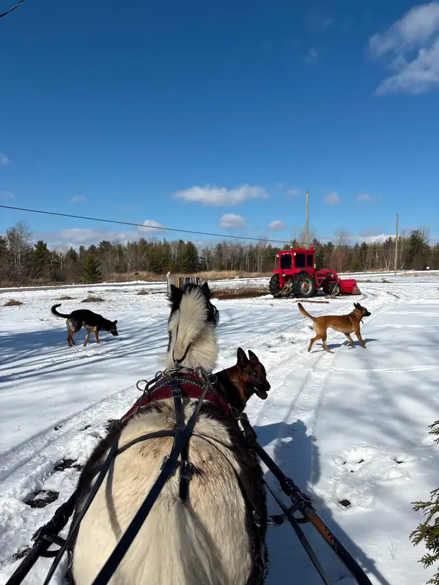 Cheval chevaux - Photo 3