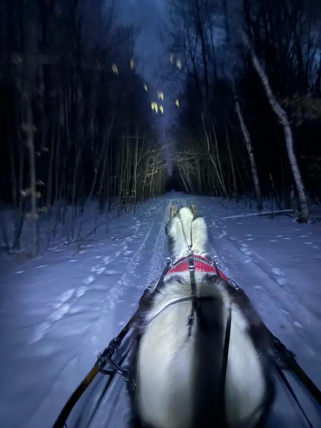 Cheval chevaux - Photo 6