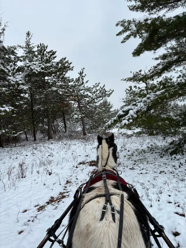Cheval chevaux - Photo 7