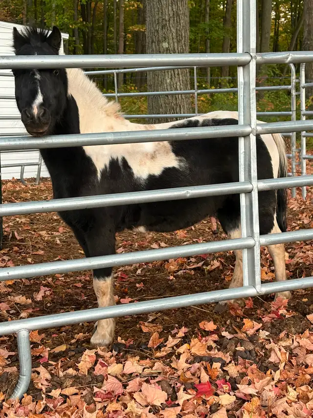 Cheval chevaux - Photo 8