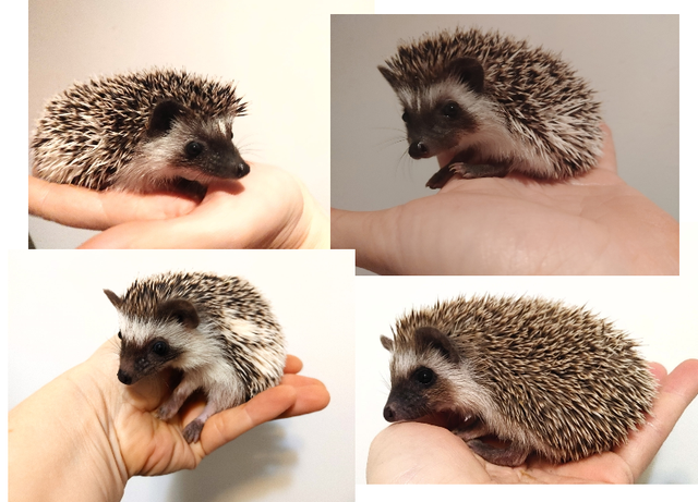 ♥Baby girl hedgehogs! 4 hedgies in different colours