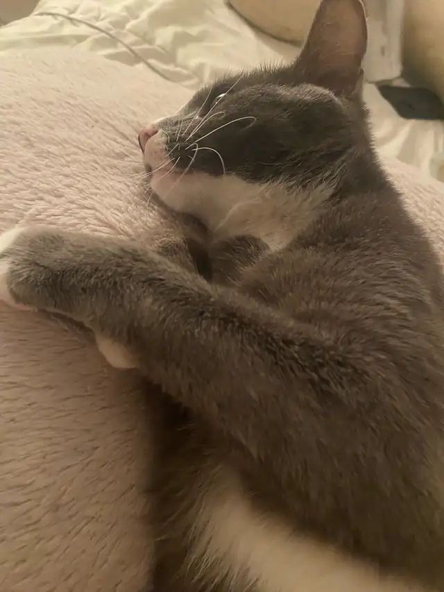 russian Blue cat - Photo 2