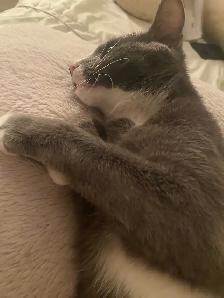 russian Blue cat - Photo 2