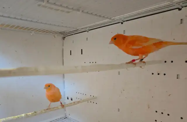 Pair of Canaries