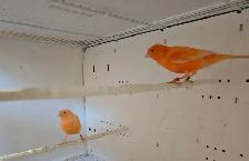 Pair of Canaries