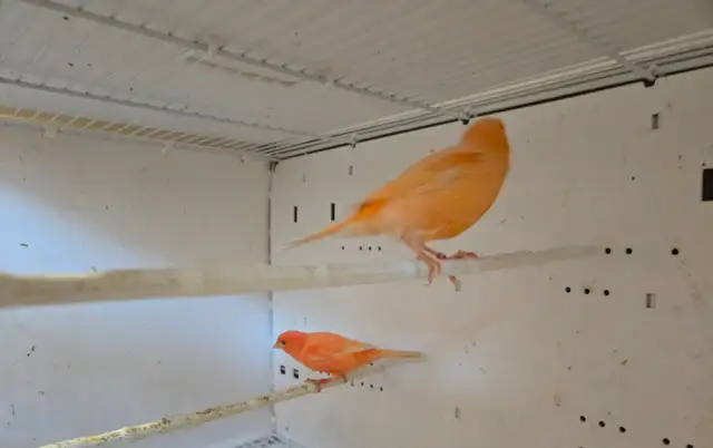 Pair of Canaries - Photo 2