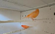 Pair of Canaries - Photo 2