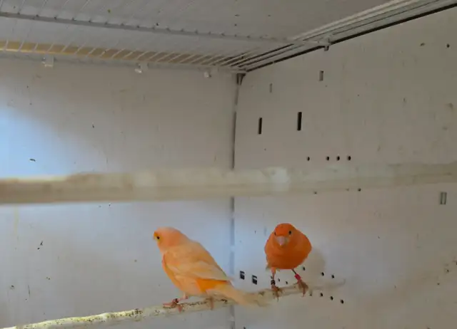 Pair of Canaries - Photo 3