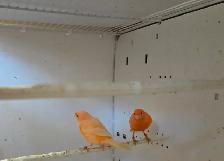 Pair of Canaries - Photo 3