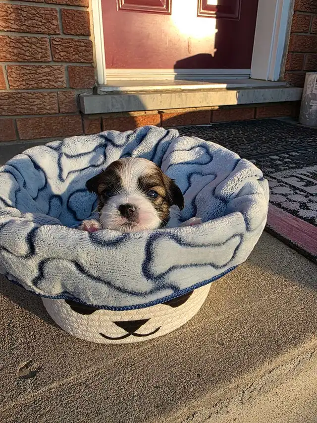 Biewer & Shipoo Puppies - Photo 2