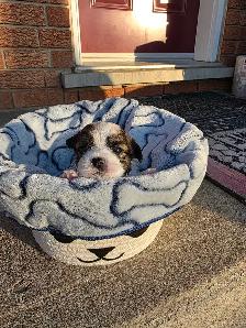 Biewer & Shipoo Puppies - Photo 2